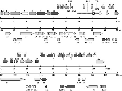Fig. 28.1. KSHV gene expression in PEL cell lines and biopsy samples.