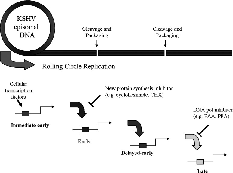 Fig. 28.2. KSHV lytic replication.