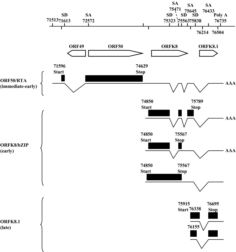Fig. 28.5. Splicing pattern of transcripts originating in the immediate-early region of the KSHV genome.