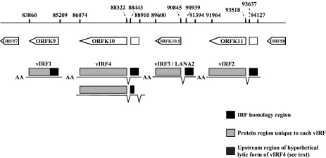 Fig. 28.6. Splicing patterns in the vIRF region of the viral genome.