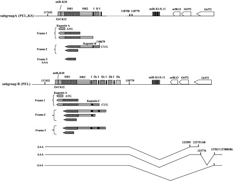 Fig. 28.8. Splicing patterns and translation products in the K12 region of the KSHV genome.
