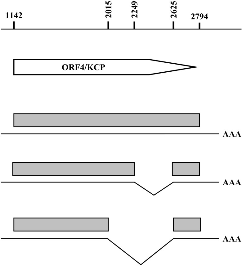 Fig. 28.9. Splicing patterns of ORF4 transcripts.