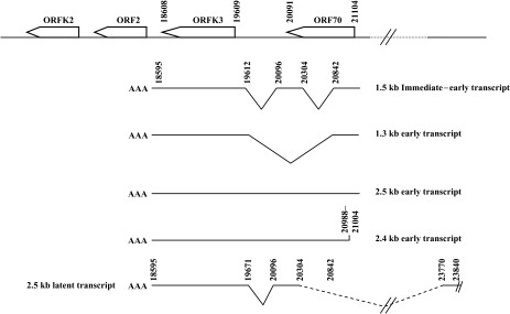 Fig. 28.10. Splicing patterns in the ORFK3-ORF70 region of the genome.