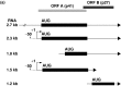 Fig. 18.7. HHV-6A DNA polymerase processivity factor (U27).