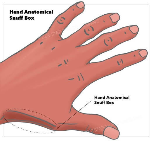 Figure, Hand Anatomical Snuffbox] - StatPearls - NCBI Bookshelf
