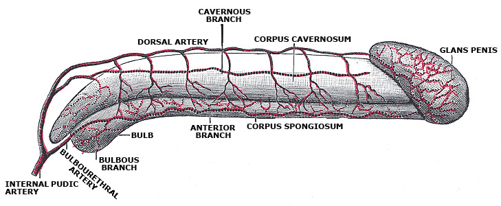 Head dots of penis around Penile cancer