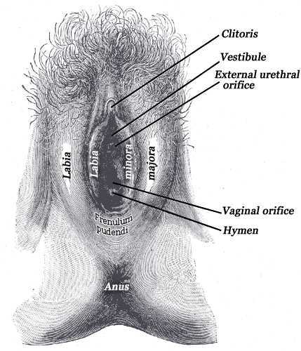 The Labia Library