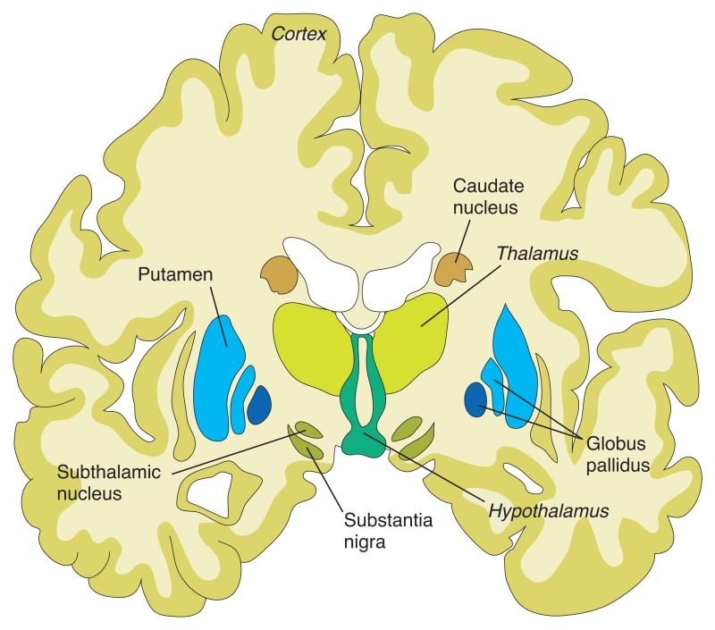 Figure 8.1. Structures of the basal ganglia.