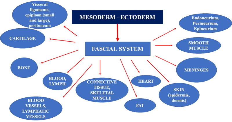 From embryology we can determine what should be considered fascial tissue