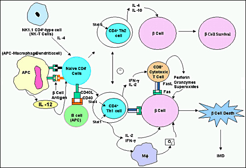 ncbi diabetes type 1