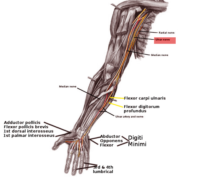 Figure, Ulnar nerve pathway Image courtesy O.Chaigasame