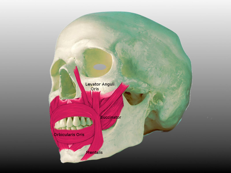 Image lipmuscles