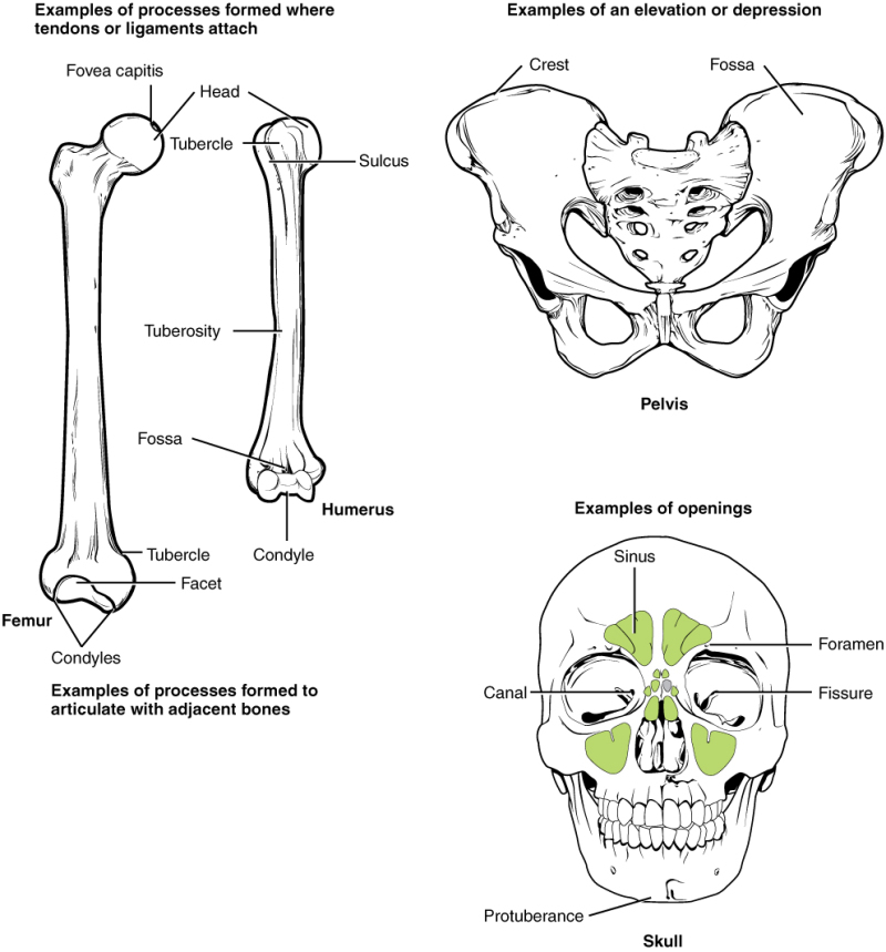 Figure Labeled Bone Markings Examples Of Statpearls Ncbi