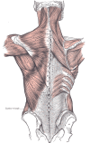 Muscles connecting the upper extremity to the vertebral column, Occipital Bone, Superior Nuchal Line, Sternocleidomastoid, Ligamentum Nuchae, Splenius Capitis of Cervicis, Levator Scapula, Rhomboideus Minor and Major, Spine of Scapula, Trapezius, Deltoideus, Teres Major, Infraspinatus, Latissimus Dorsi, Serratus Posterior Inferior, Lumbar Triangle, Cres of Ilium, Sacral Vertebra