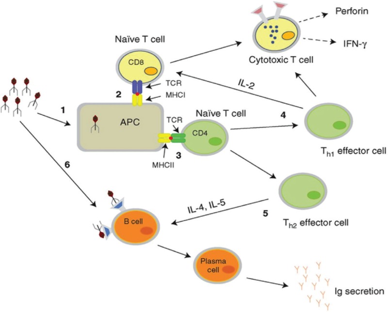 Figure 11. Immune activation of mammalian system with phage