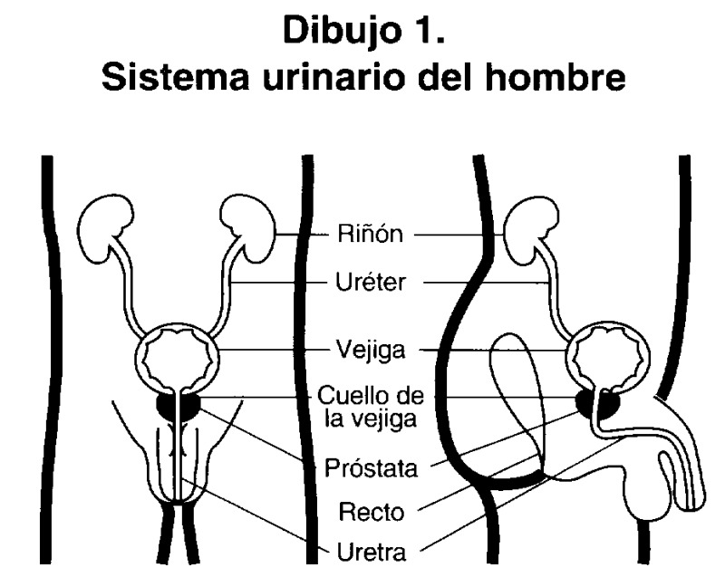 Sistema urinario del hombre.