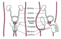 Figure 1: Male Urinary System and Prostate .