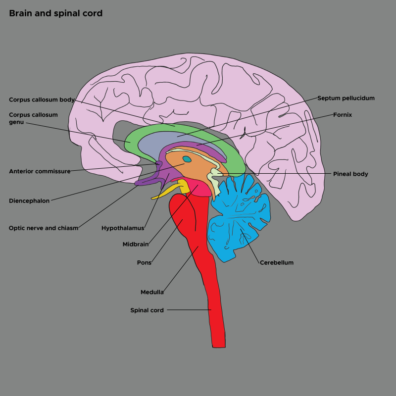 anterior commissure spinal cord