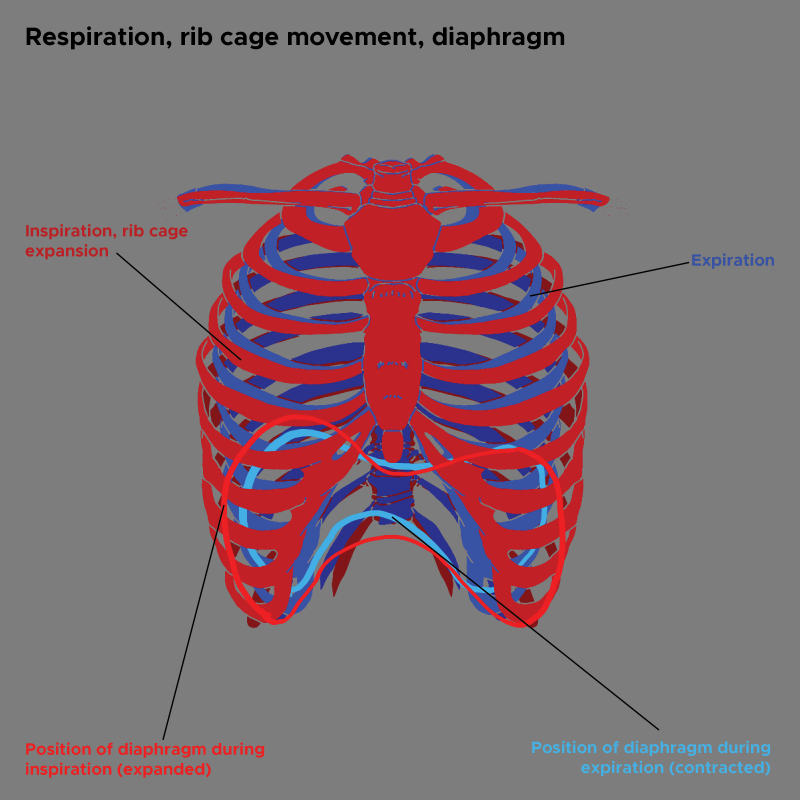 Figure, Illustration of rib cage movements] - StatPearls - NCBI Bookshelf