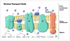 Electron Transport Chain graphic