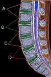 Figure, Median nerve Image courtesy S Bhimji MD] - StatPearls - NCBI  Bookshelf