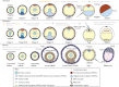 FIGURE 3. Schematics depicting development of individual follicles within the ovaries of model vertebrates.