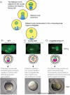 FIGURE 6. Regulators of Balbiani body dynamics in zebrafish oocytes.