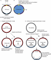 FIGURE 7. Models depicting potential mechanisms to establish animal–vegetal oocyte polarity.