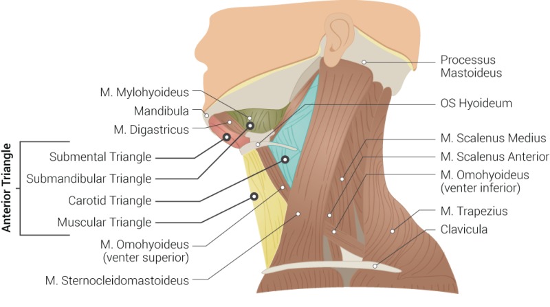 Anatomy Head And Neck Sternocleidomastoid Muscle Statpearls Ncbi