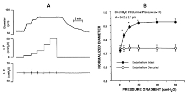 Figure 6.11. Flow-mediated vasodilation.