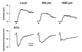 Figure 6.14. Propagated vasodilation associated with hyperpolarization of endothelial membrane potential.