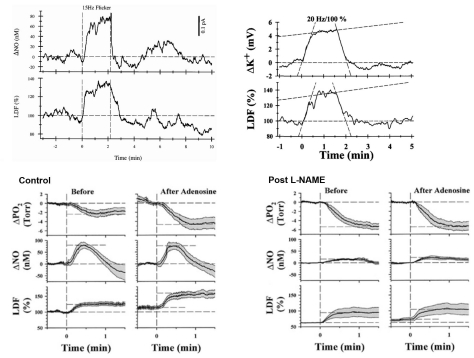 Figure 6.16. ONH functional hyperemia.