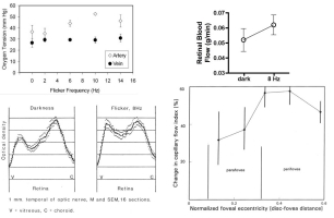 Figure 6.32. Retinal stimulation with flickering light increases retinal metabolism, as indicated by increased aterio-venous oxygen difference (top left) and increased inner retinal glucose uptake (bottom left), which elicits a retinal functional hyperemia (right top and bottom) (data for upper right graph from Table 1[93]).