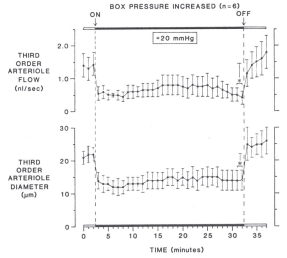 Figure 6.4. Myogenic response to increased transmural pressure at constant perfusion pressure in rat cremaster arteriole.