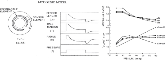 Figure 6.5. Model of myogenic autoregulation.