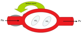 Figure 6.6. Model of metabolic local control.