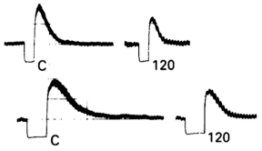 Figure 6.7. Reactive hyperemia.