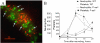 Figure 3.4. Platelet and leukocyte adhesion to endothelial cells in vivo in a mouse model of inflammation induced by corneal injury.