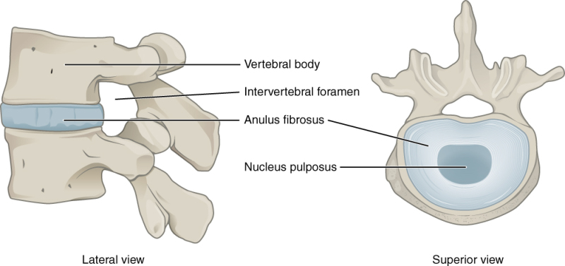 anatomie générale du disque intervertébral
