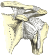 OpenStax AnatPhys fig.9.16 - Shoulder Joint - English labels 1