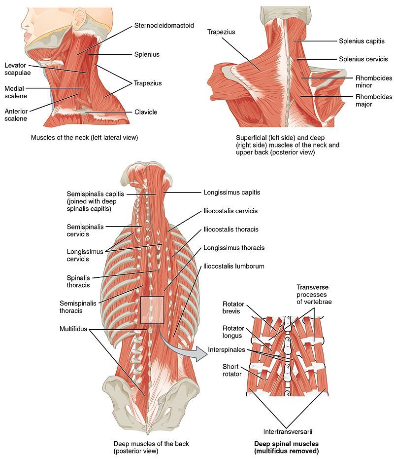 Figure Muscles Of The Back Contributed Statpearls Ncbi Bookshelf