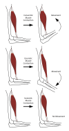 Diagram showing the different categories of muscle contraction