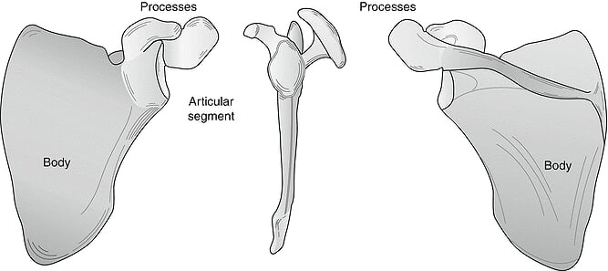 Figure, Scapula anatomy Contributed by Dr] - StatPearls - NCBI