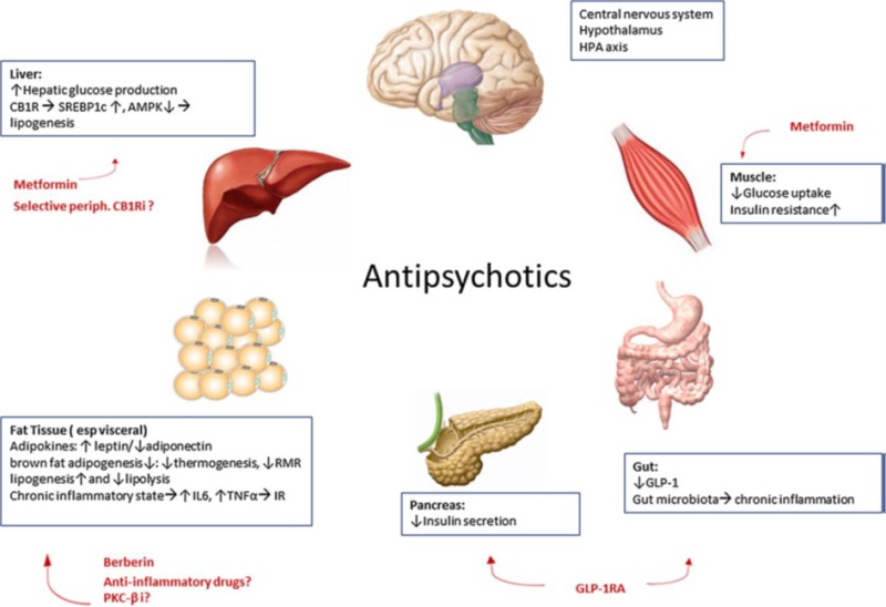 Figure 1. . Schematic representation of the central and peripheral mechanisms of antipsychotic-induced weight gain and metabolic side effects as well as current and future preventive and therapeutic options.
