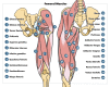 Gluteal and Femoral Muscles