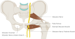 Pelvic Region Anatomy