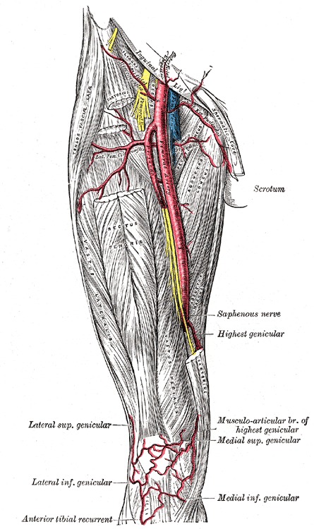 where is the femoral artery