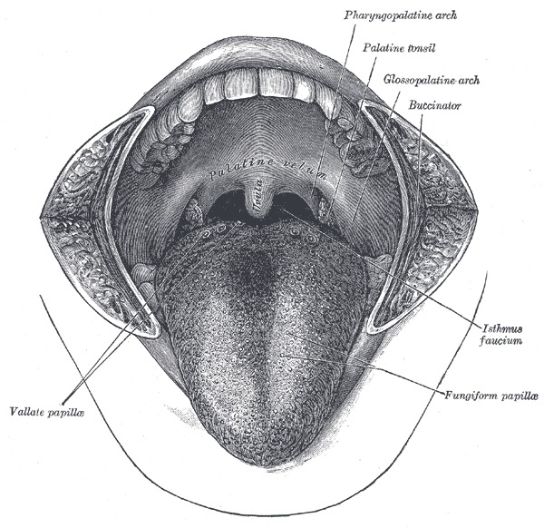 Anatomy Head And Neck Palatine Tonsil Faucial Tonsils Statpearls