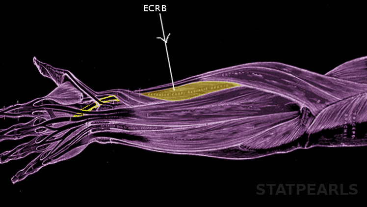 Anatomy Shoulder And Upper Limb Forearm Extensor Carpi Radialis