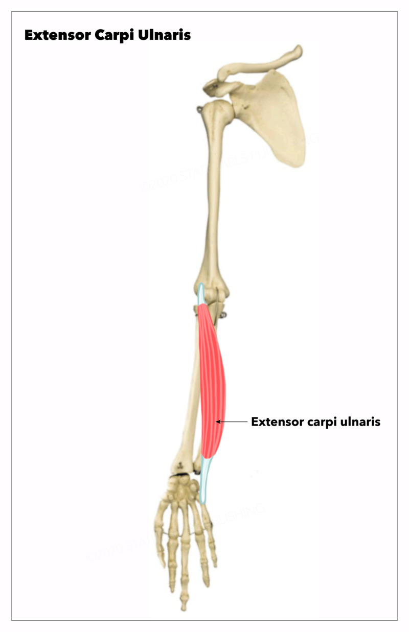Anatomy Shoulder And Upper Limb Forearm Extensor Carpi Ulnaris Muscle